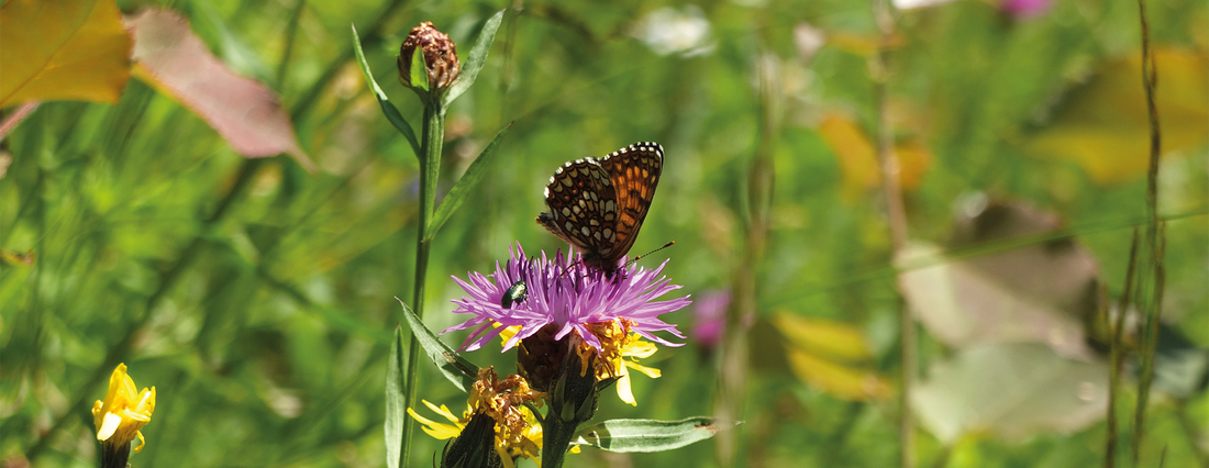 Biodiversität